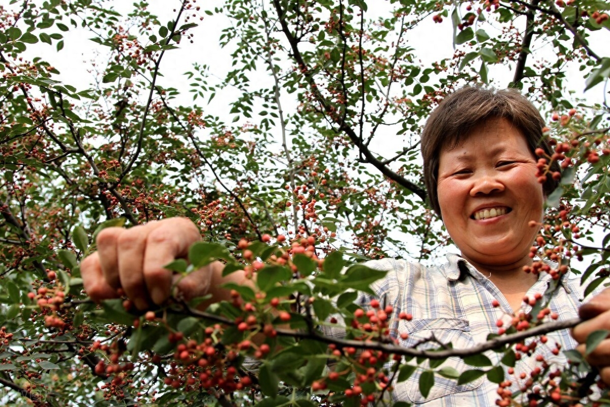 花椒如何种植（种植花椒的方法和技术）