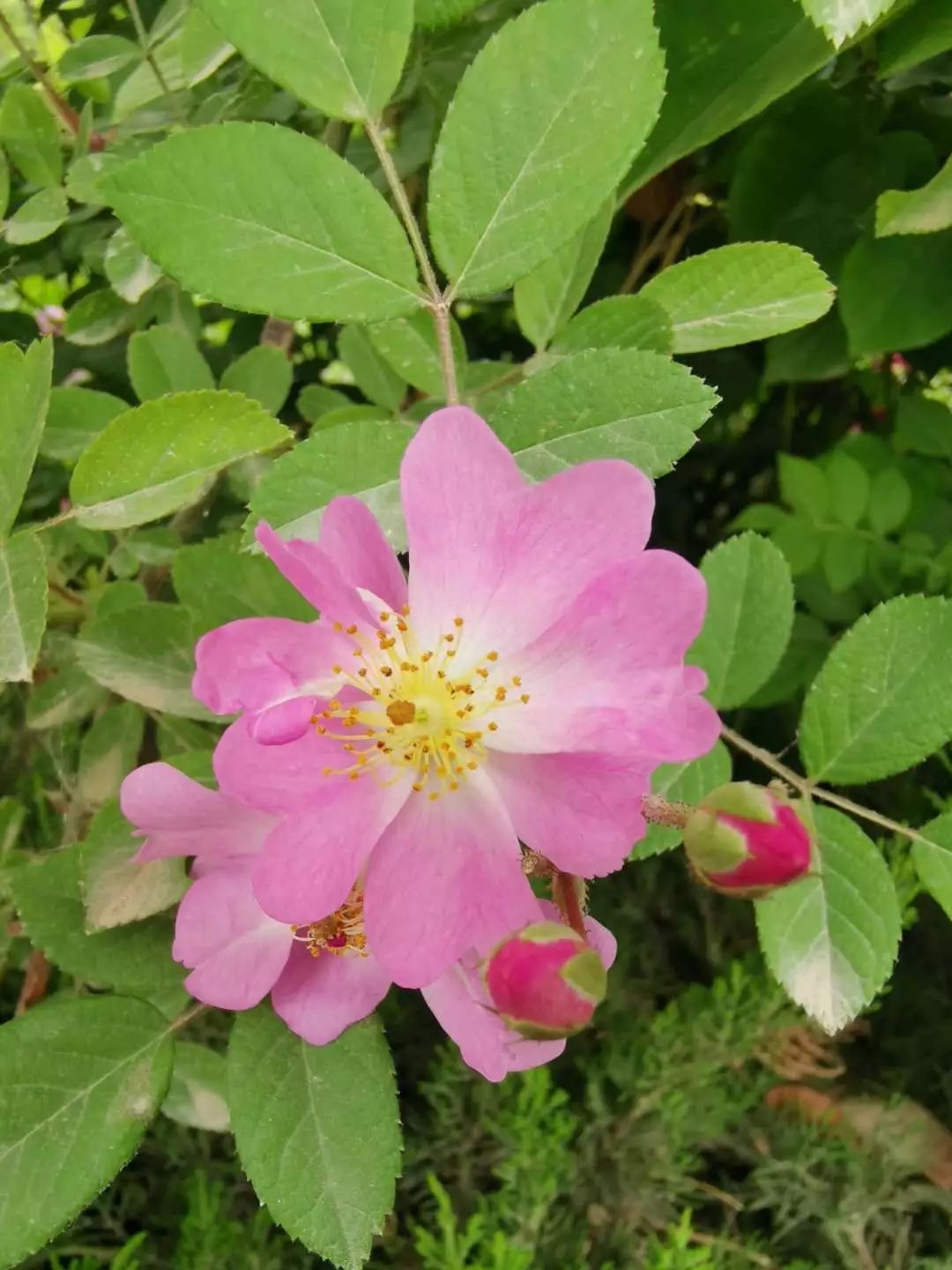 粉色的花有哪些（粉红色的花名称大全）