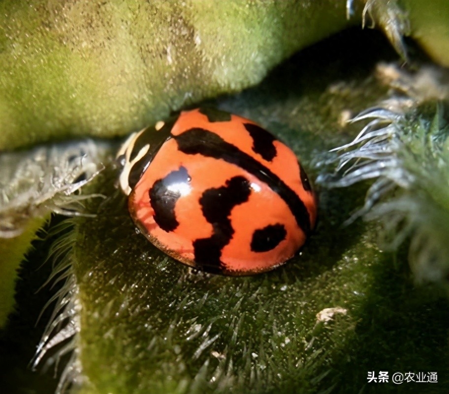 瓢虫的种类都有什么（瓢虫种类大全介绍）