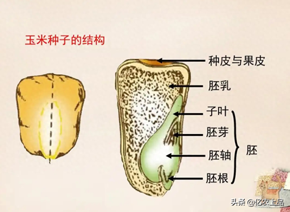 玉米种子结构示意图及作用（教你鉴别好的玉米种子）