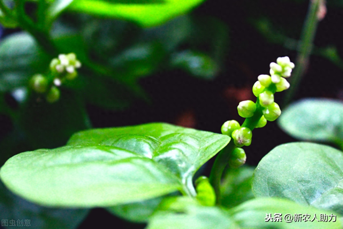 木耳菜什么时候播种最好（木耳菜的种植时间和方法）