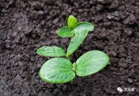 葫芦什么时候种最好（葫芦种植时间和方法）