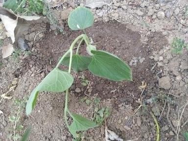 葫芦什么时候种最好（葫芦种植时间和方法）