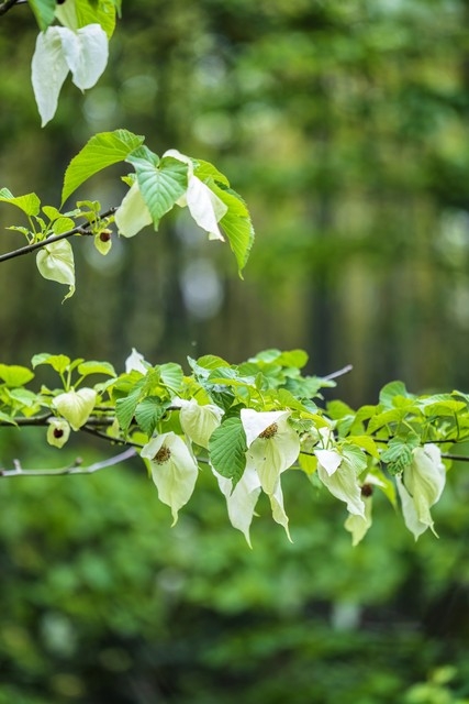 活化石植物有哪些（中国十大活化石植物）