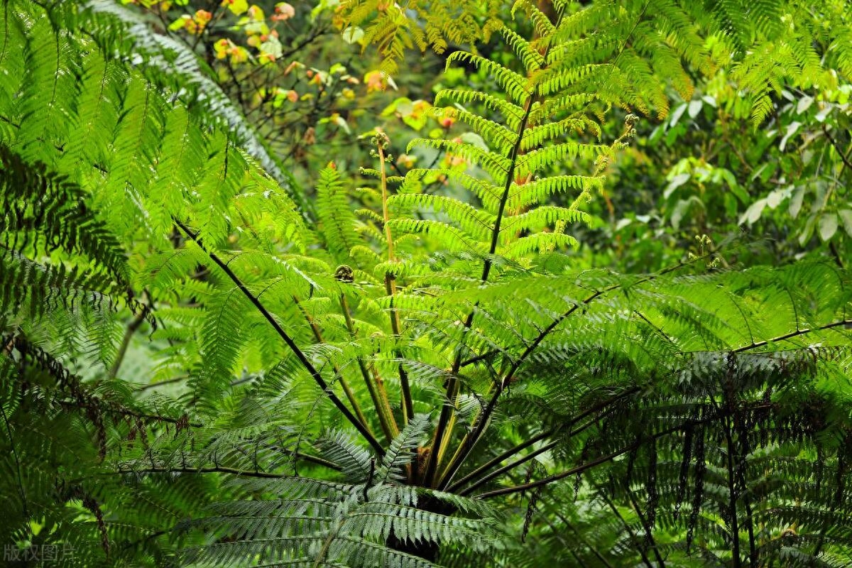 活化石植物有哪些（中国十大活化石植物）