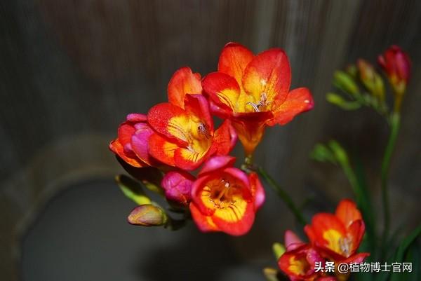 香雪兰花期几月份（观赏香雪兰花期简介）