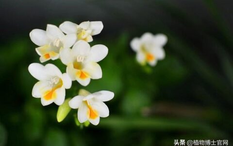 香雪兰花期几月份（观赏香雪兰花期简介）