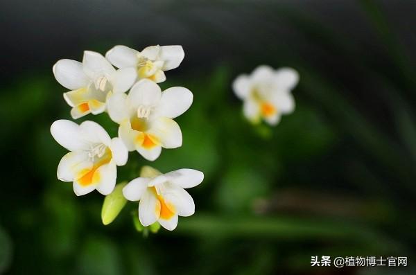 香雪兰花期几月份（观赏香雪兰花期简介）