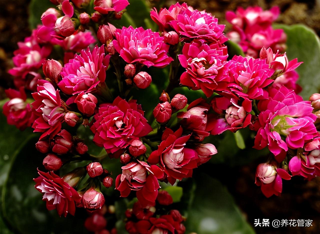 2月份开的花有哪些（二月具有代表性的花推荐）