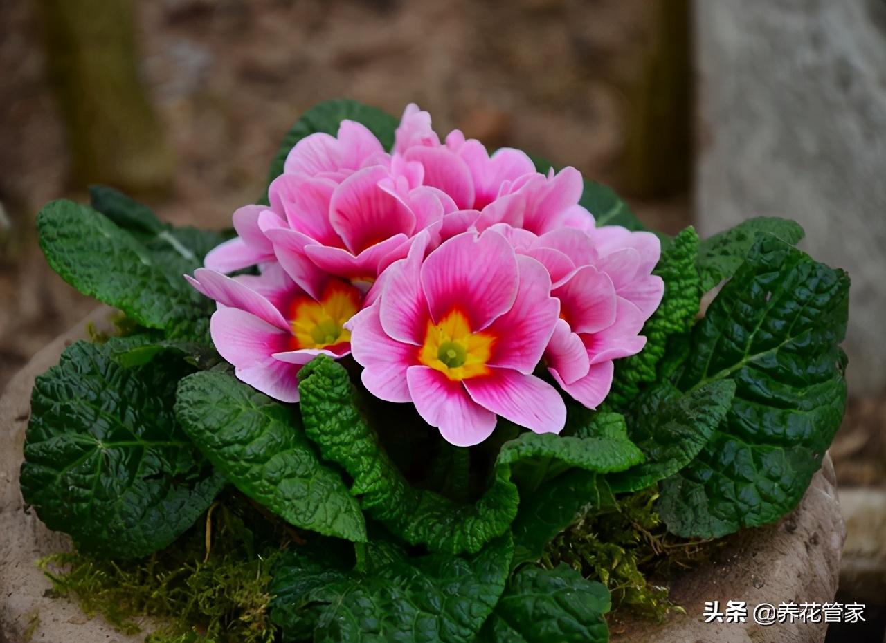 2月份开的花有哪些（二月具有代表性的花推荐）