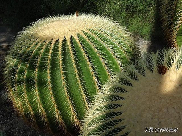 沙漠植物有哪些种类（盘点八大沙漠植物）