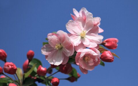 海棠花花期有多长时间（海棠花的花期养护知识）