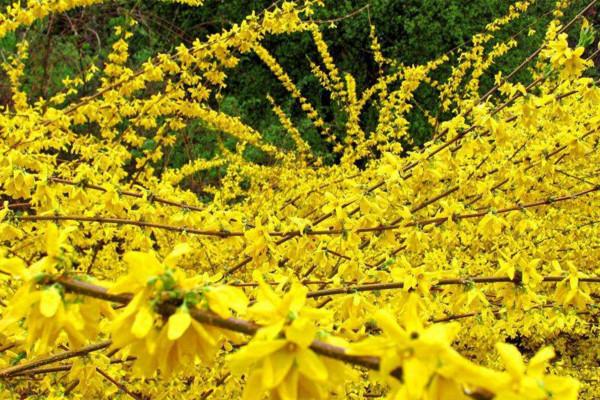 连翘花什么时候开花（观赏连翘花花期简介）