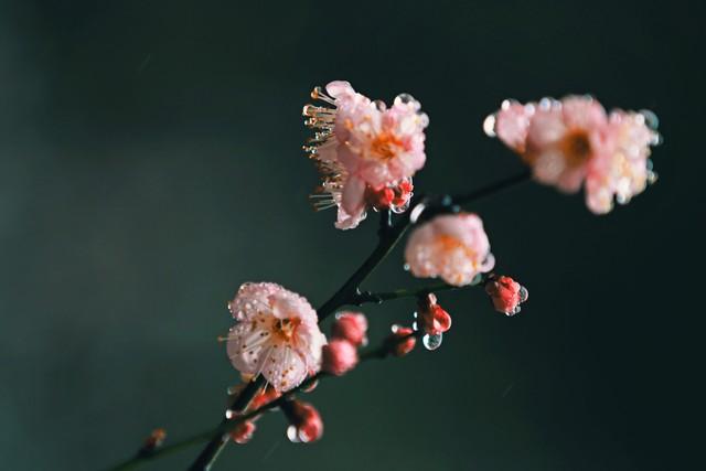 十二个月对应的花神（十二花神的寓意和象征）