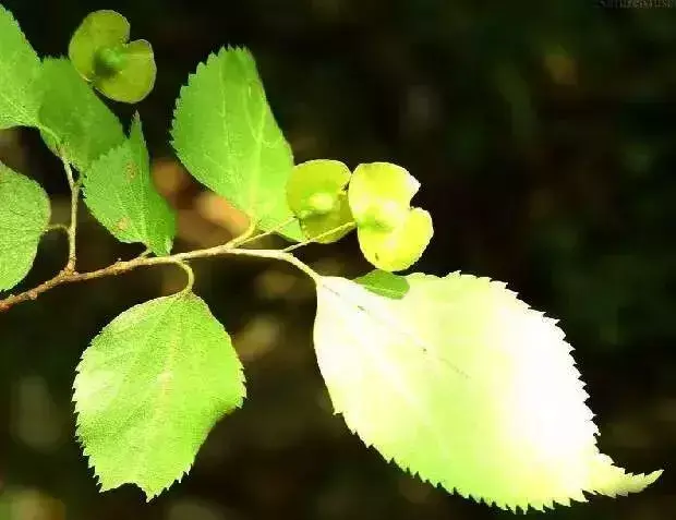 珊瑚朴与沙朴的区别是什么（朴的不同叶子类型）