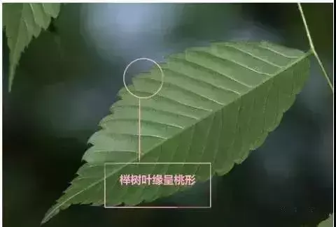 珊瑚朴与沙朴的区别是什么（朴的不同叶子类型）