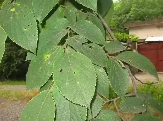 珊瑚朴与沙朴的区别是什么（朴的不同叶子类型）