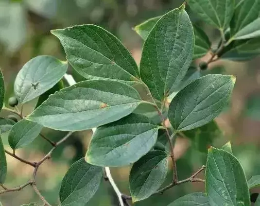 珊瑚朴与沙朴的区别是什么（朴的不同叶子类型）