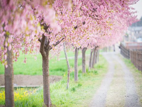 护士节发表的说说 关于512护士节的空间说说