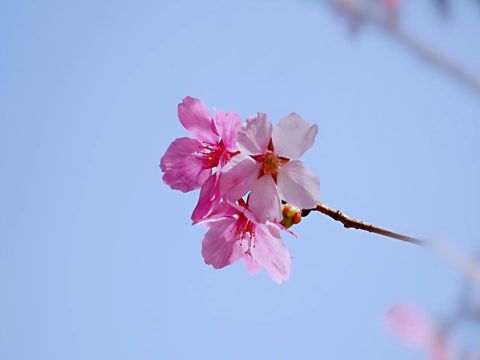 情人节求婚语简单感动 情人节求婚告白语录