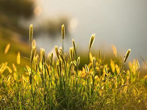 正月初一好听的祝福语 2022正月初一拜年祝语录