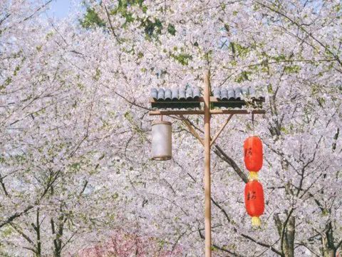 女神节给顾客发的信息  女人能顶半边天，半边天里是晴天