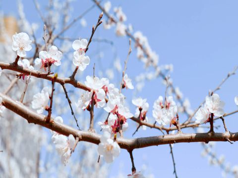 情人节告白句子经典大全  愿你有前进一寸的勇气，亦有后退一尺的从容