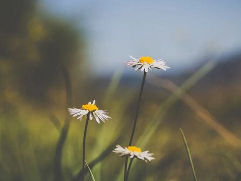 2022大雪节气的唯美节日说说  描写大雪节气的诗意句子