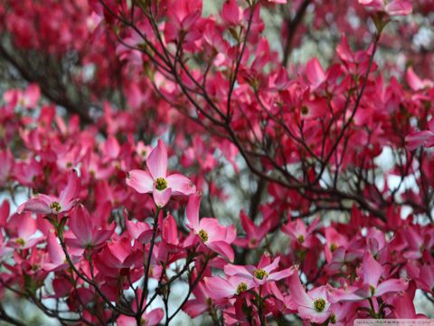 芒种经典祝福语大全  芒种芒种，忙着播种