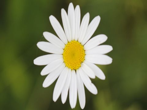 撩女孩子的很害羞套路情话 把女孩子撩到脸红的句子