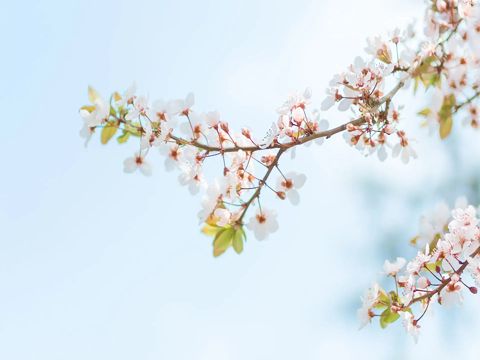 兔年祝福金句    愿你佳节愉快，幸福甜蜜