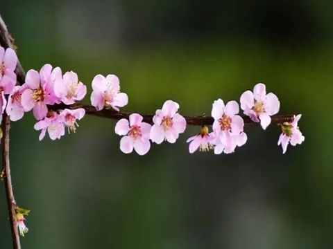 幸福甜蜜的爱情说说空间动态 深爱你的人不会怨你深碍