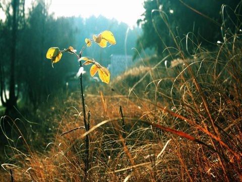 除夕团圆祝福语2023  鞭炮声声，惊天动地，把前行的障碍全部炸掉