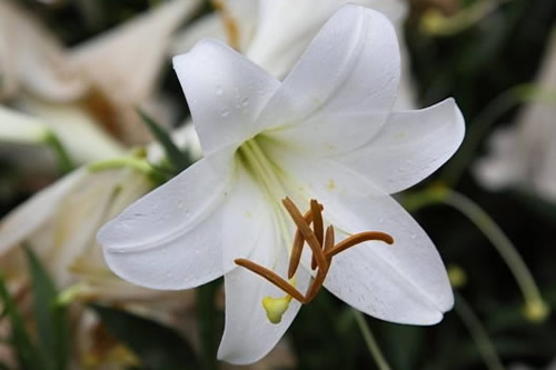 栀子花的花期在几月份