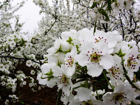 冬季专属的清新唯美微信签名 那年冬天的雪，渗透了谁的心