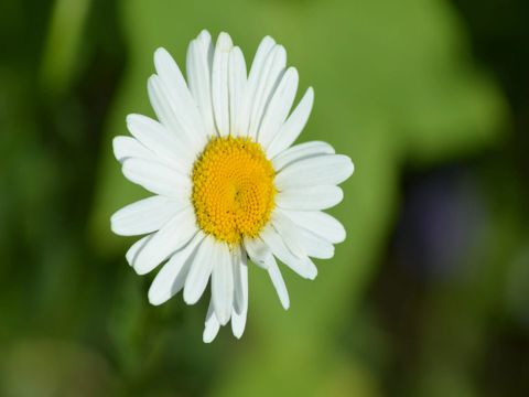 2022白露节气早安祝福语 白露节气祝福语