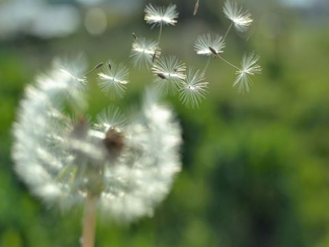 六一儿童节祝福语短句 祝福送给长不大的你，六一快乐