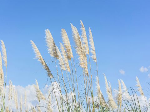 情人节朋友圈告白文案说说  愿我俩心心相映，白头到老