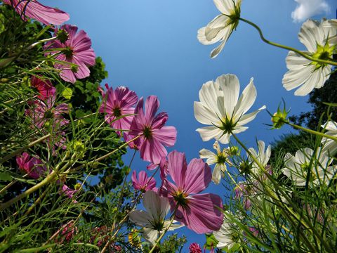 父亲节节日祝福语短句 父爱是风，没有承诺，却守候着雨