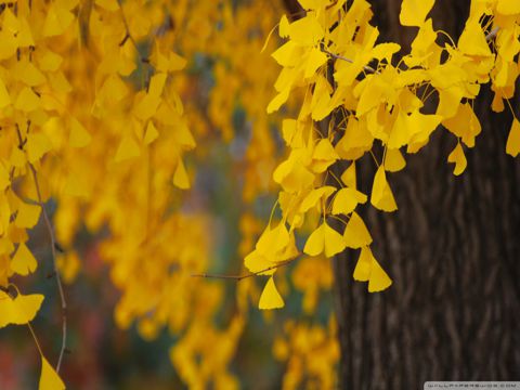 谢谢老公情人节发红包的句子  祝你情人节快乐，爱情地久天长