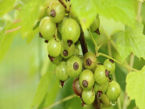 新春走心励志文案祝福语 让遗憾停留愿未来可期