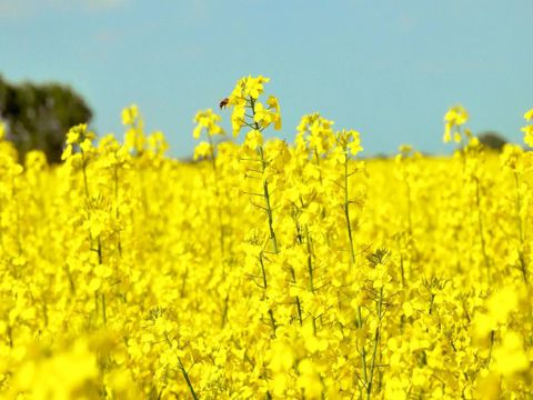 今日处暑早安说说大全 处暑节气发朋友圈的文案