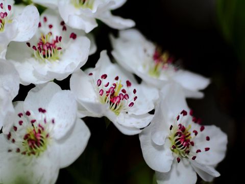 春分的唯美句子23句   春分时节；万象更新