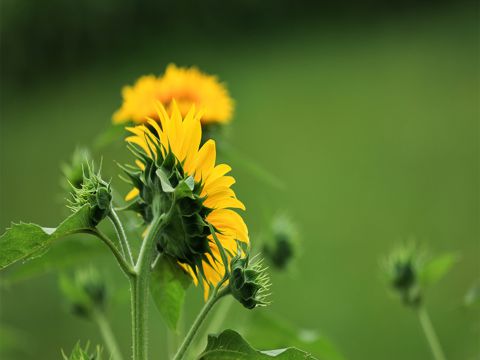 春节兔年祝福语  除夕到，愿你合家欢乐，幸福美满