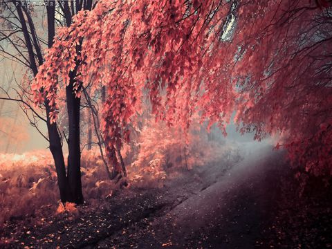 六月芒种祝福语 芒种芒种，收获成功