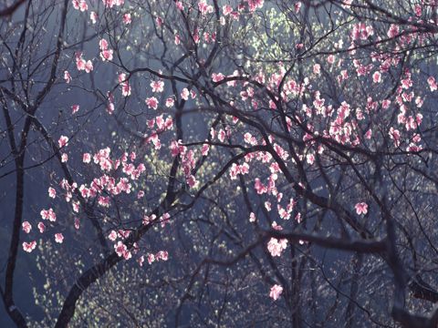 小满节气养生祝福语 小满节气到，养生最重要