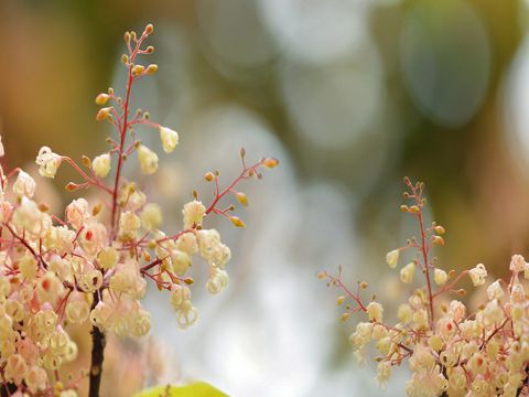 2023年五一节祝福语   花正好，鸟正叫，灿烂阳光照