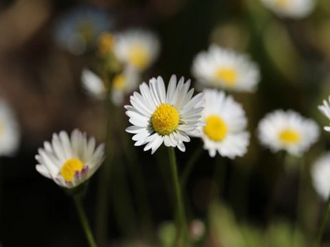 2023女生关于爱情的心情短语说说 感悟爱情的心情说说女生版