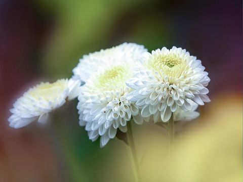 天冷了的简单暖心话语 天冷温暖唯美问候语