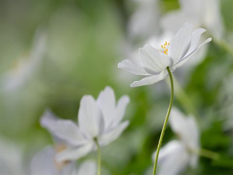 六一儿童节寄语简短 愿你永葆童心，快乐不老